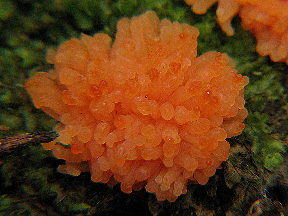 zlepníček jahodovitý Tubifera ferruginosa (Batsch) J.F. Gmel.