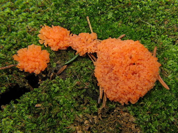 zlepníček jahodovitý Tubifera ferruginosa (Batsch) J.F. Gmel.