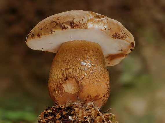 podhríb žlčový Tylopilus felleus (Bull.) P. Karst.