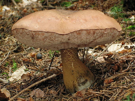 podhríb žlčový Tylopilus felleus (Bull.) P. Karst.