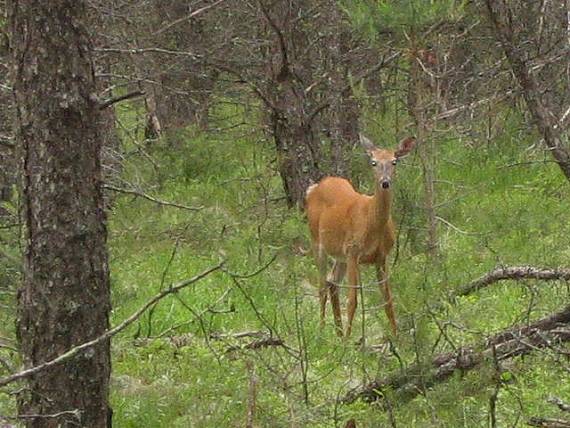 zvedava "SRNKA" from Canada .....Jeleník bielochvostý (Odocoileus virginianus)