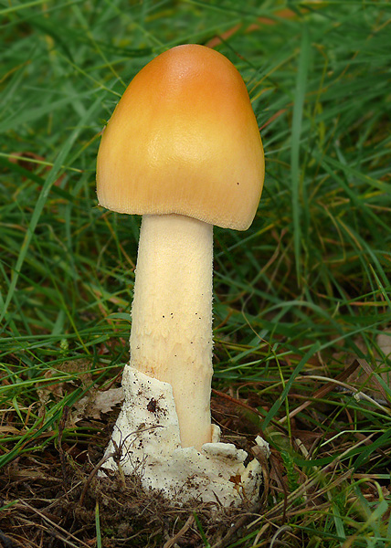 muchotrávka oranžová Amanita crocea (Quél.) Singer