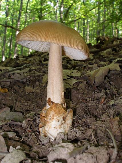 muchotrávka plavohnedá Amanita fulva Fr.