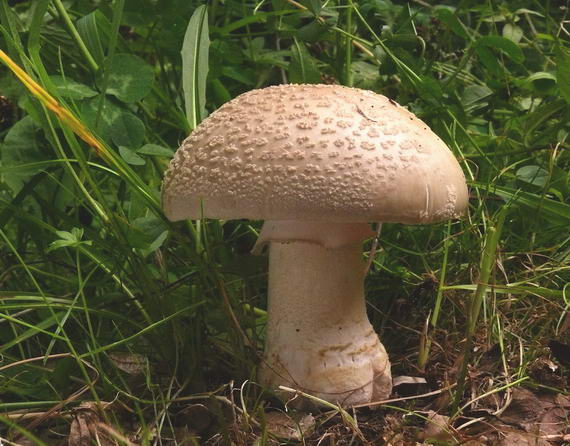 muchotrávka červenkastá Amanita rubescens Pers.