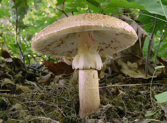 muchotrávka červenkastá Amanita rubescens Pers.