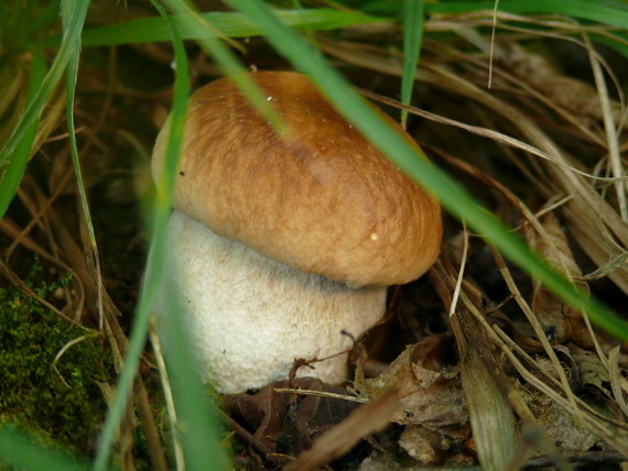 hríb dubový Boletus reticulatus Schaeff.