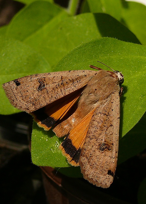 mora štiavová Noctua pronuba L.