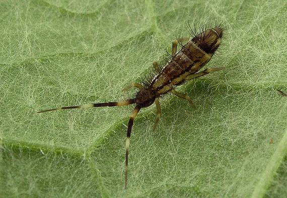 chvostoskok chlpatý Orchesella alticola