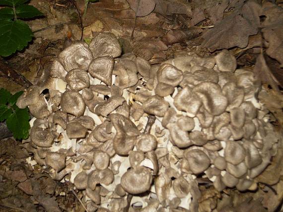 trúdnik klobúčkatý Polyporus umbellatus (Pers.) Fr.