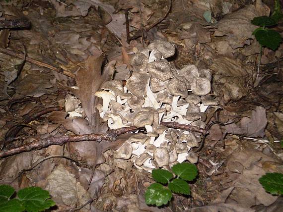 trúdnik klobúčkatý Polyporus umbellatus (Pers.) Fr.