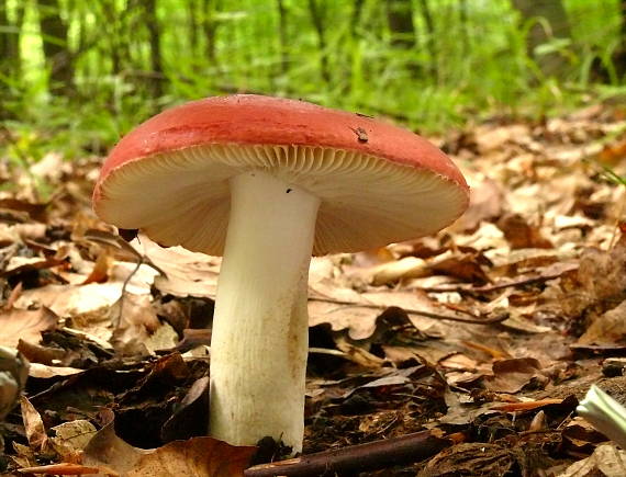 plávka Russula sp.