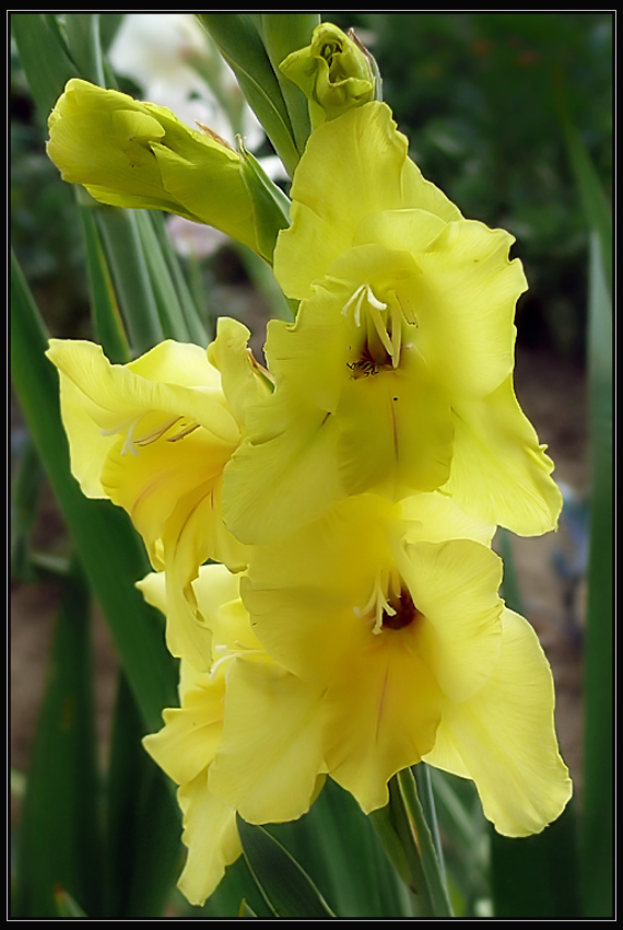 gladiola