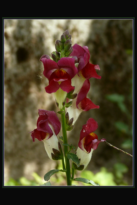 papuľka väčšia  Antirrhinum majus L.