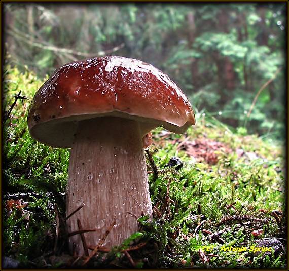 hríb smrekový Boletus edulis Bull.