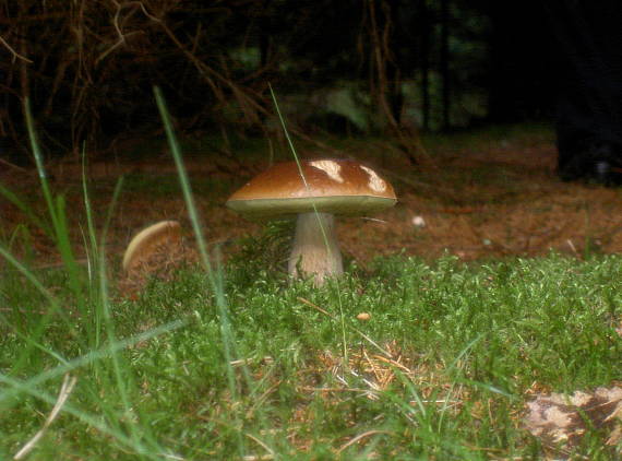 hríb smrekový Boletus edulis Bull.