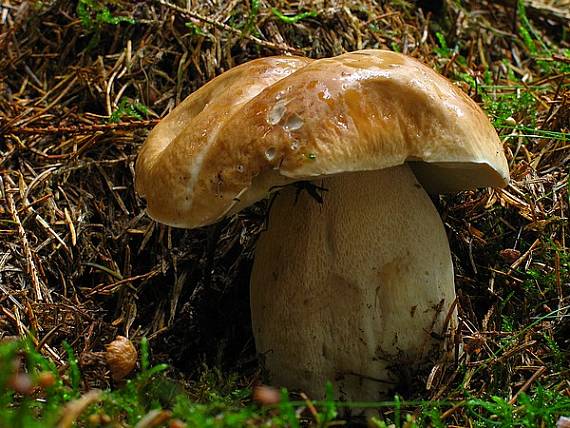 hríb smrekový Boletus edulis Bull.