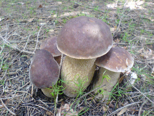 štvorčatá Boletus edulis Bull.