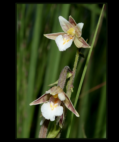 kruštík močiarny Epipactis palustris (L.) Crantz