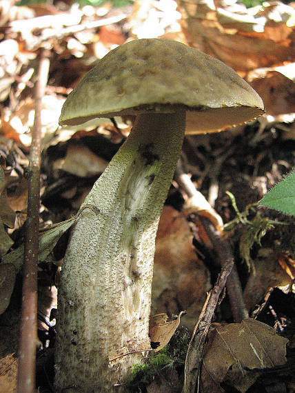 kozák hrabový Leccinum pseudoscabrum (Kallenb.) Šutara