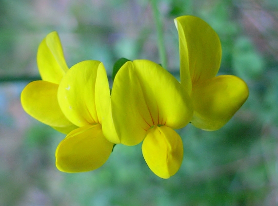 ľadenec rožkatý Lotus corniculatus L.