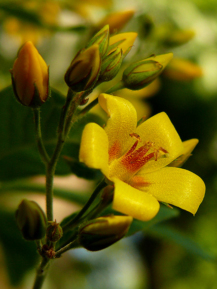 čerkáč obyčajný Lysimachia vulgaris L.