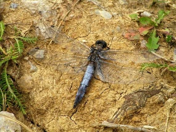 vážka rybničná Orthetrum cancellatum