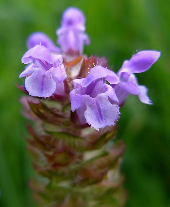 černohlávok obyčajný Prunella vulgaris L.