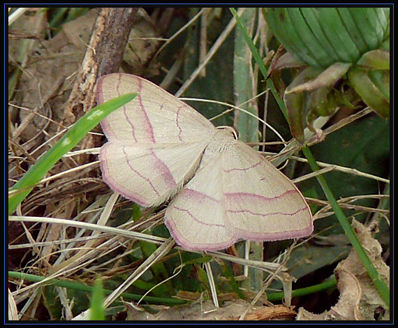 piadivka Rhodostrophia vibicaria