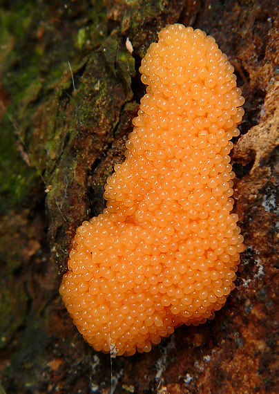 zlepníček jahodovitý Tubifera ferruginosa (Batsch) J.F. Gmel.