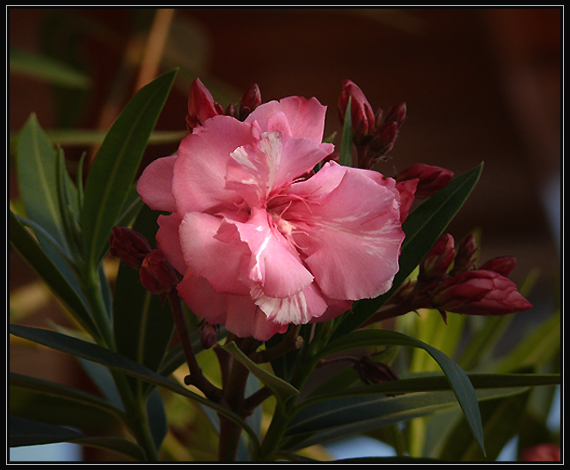 oleander