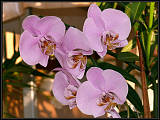 orchides phalaenopsis