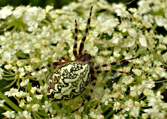 križiak Aculepeira ceropegia