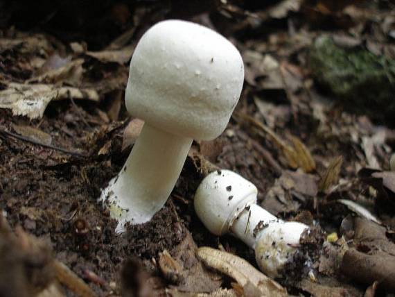 pečiarka páchnuca Agaricus xanthodermus Genev.