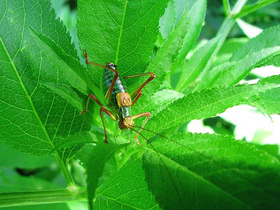 kobylka stromová Barbitistes constrictus constrictus