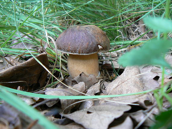 hríb bronzový Boletus aereus Bull. ex Fr.