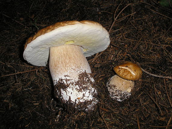 hríb smrekový Boletus edulis Bull.