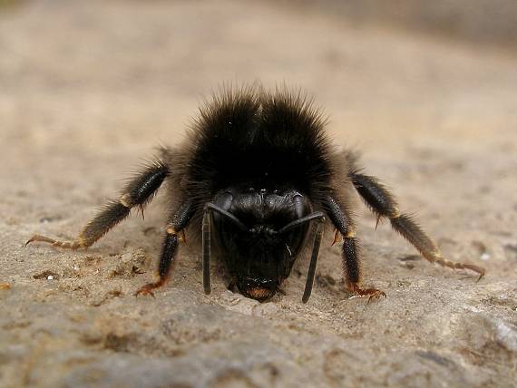 čmel skalný Bombus lapidarius