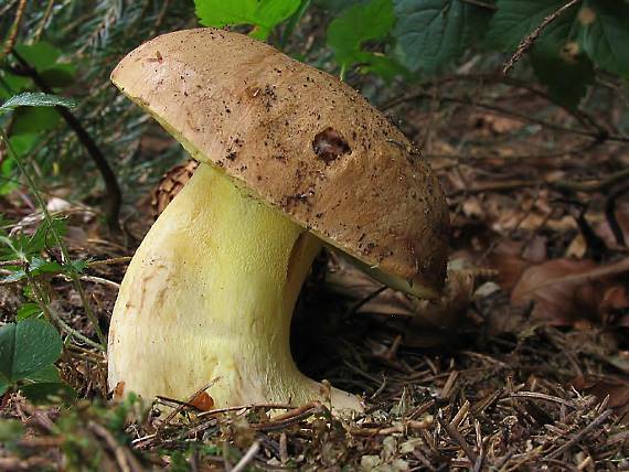 hríb horský Butyriboletus subappendiculatus (Dermek, Lazebn. & J. Veselský) D. Arora & J.L. Frank