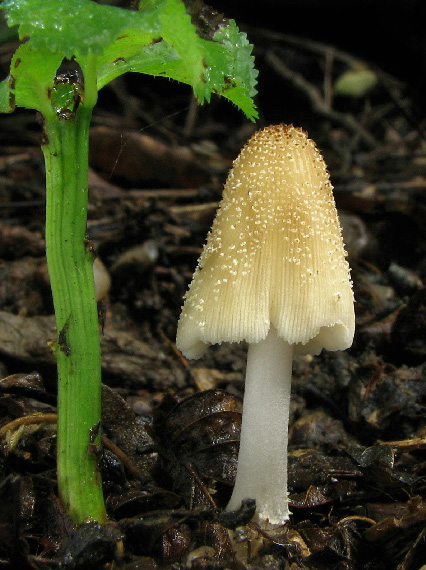 hnojník Coprinus sp.