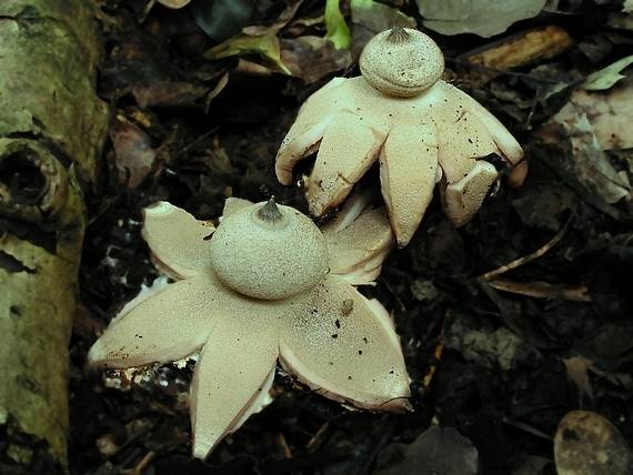 hviezdovka Berkeleyova Geastrum berkeleyi Massee