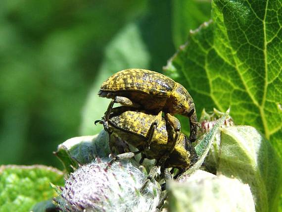 nosánik Larinus sturnus