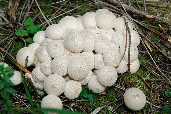 prášnica bradavičnatá Lycoperdon perlatum Pers.