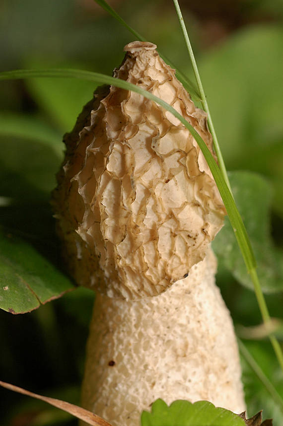 hadovka smradľavá, smrdutá Phallus impudicus L.