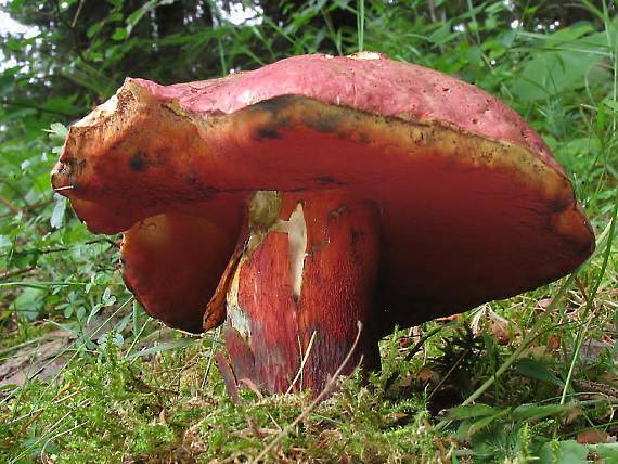 hríb úhľadný horský. Rubroboletus rubrosanguineus (Cheype) Kuan Zhao & Zhu L. Yang