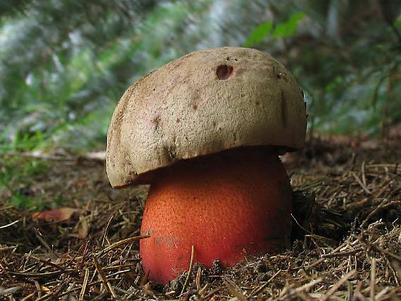 hríb úhľadný horský Rubroboletus rubrosanguineus (Cheype) Kuan Zhao & Zhu L. Yang