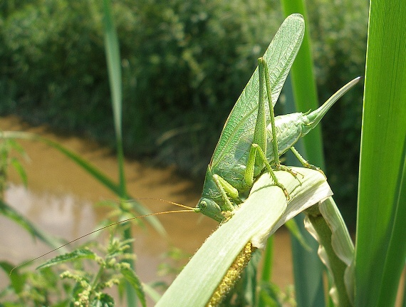 kobylka zelená Tettigonia viridissima