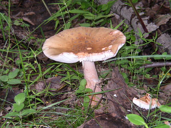 muchotrávka červenkastá Amanita rubescens Pers.