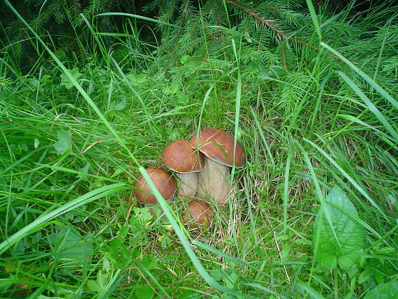 hríb smrekový Boletus edulis Bull.