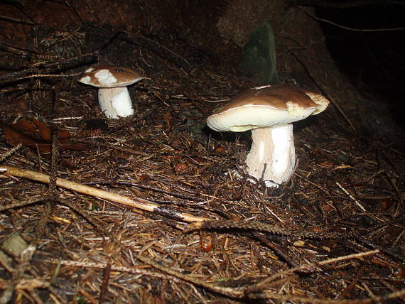 hríb smrekový Boletus edulis Bull.