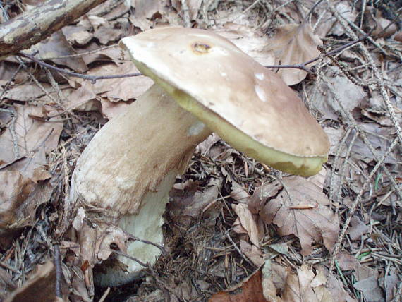 hríb dubový Boletus reticulatus Schaeff.